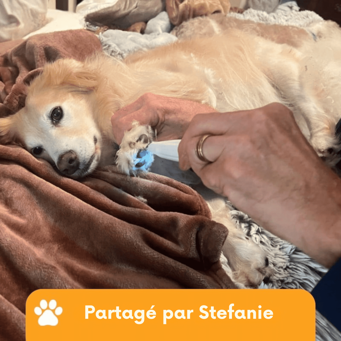 SOINS DES PATTES SANS DOULEUR EN QUELQUES SECONDES - Glowria Store